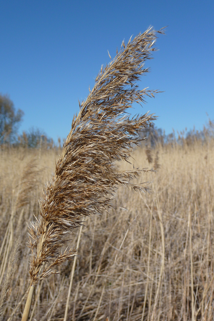 Getreide im Wind