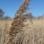 Getreide im Wind