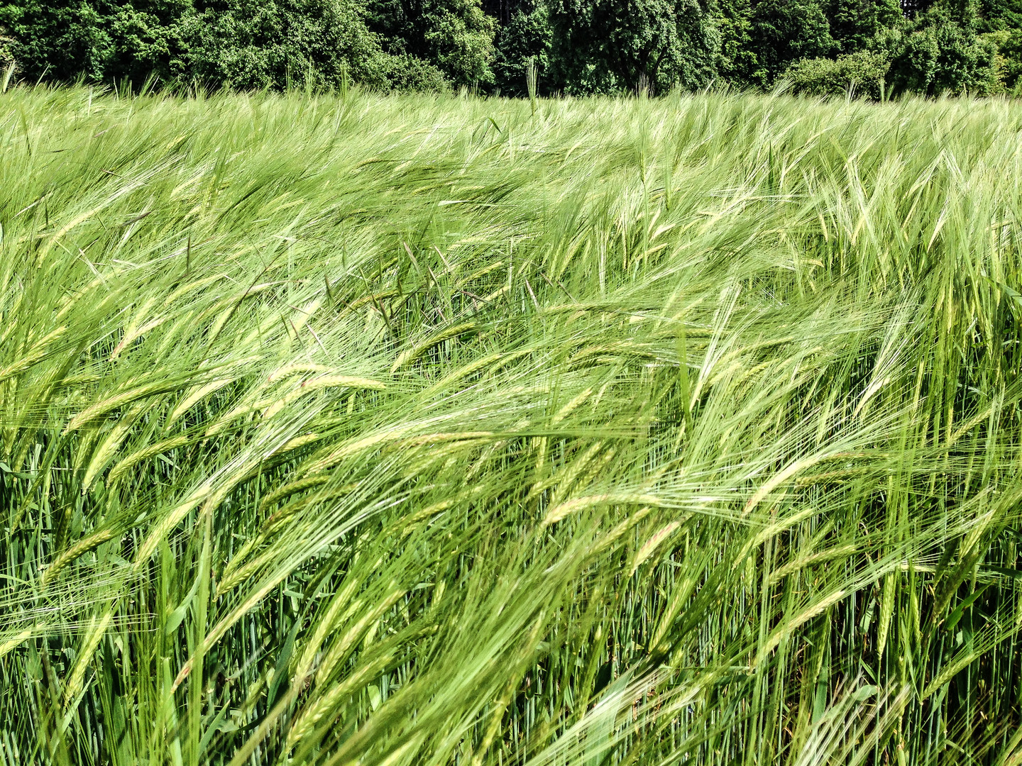 Getreide im Wind