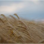 Getreide im Wind