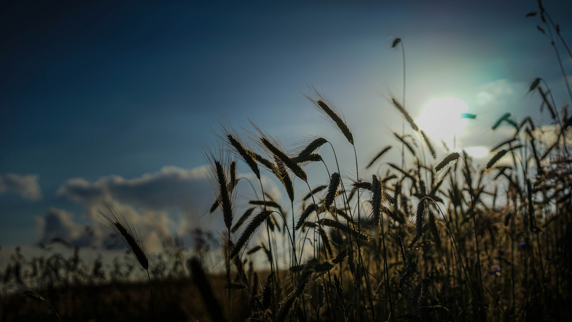 Getreide in der Abenddämmerung