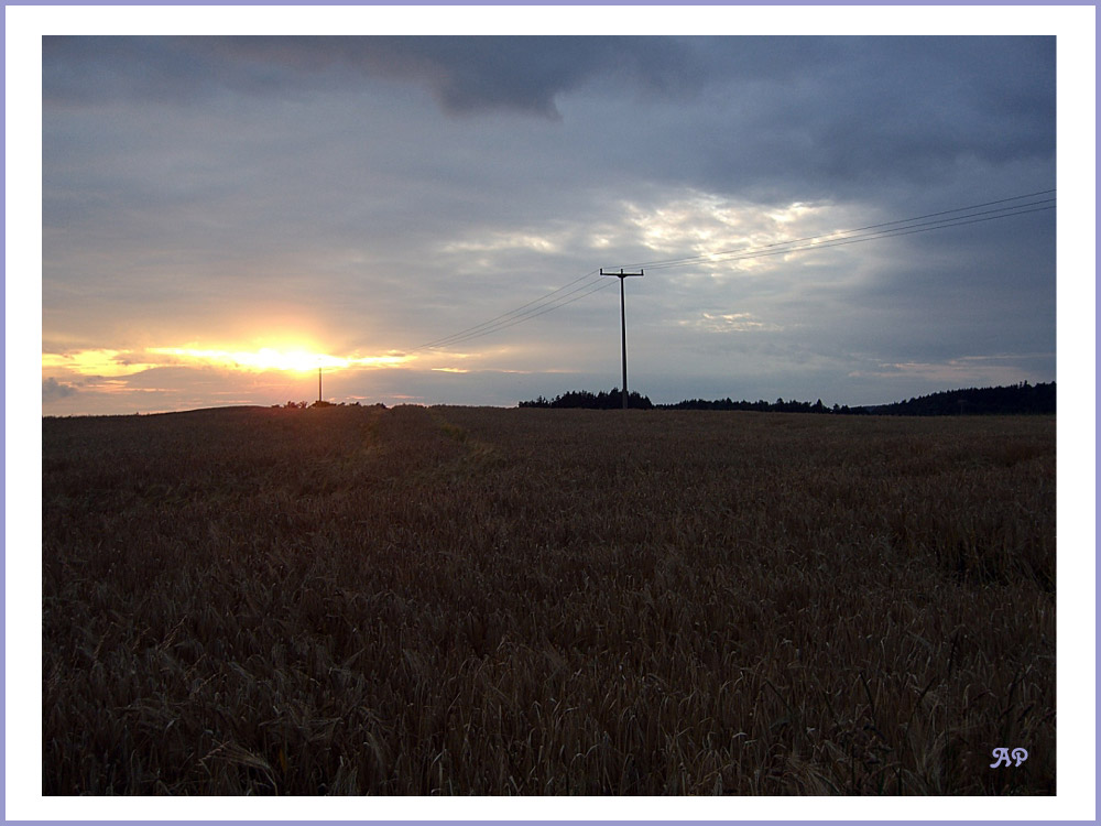 Getreide in der Abenddämmerung