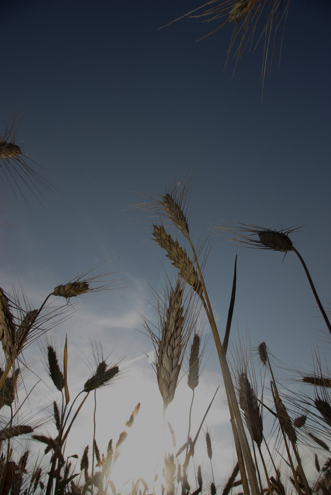 Getreide in der Abendsonne