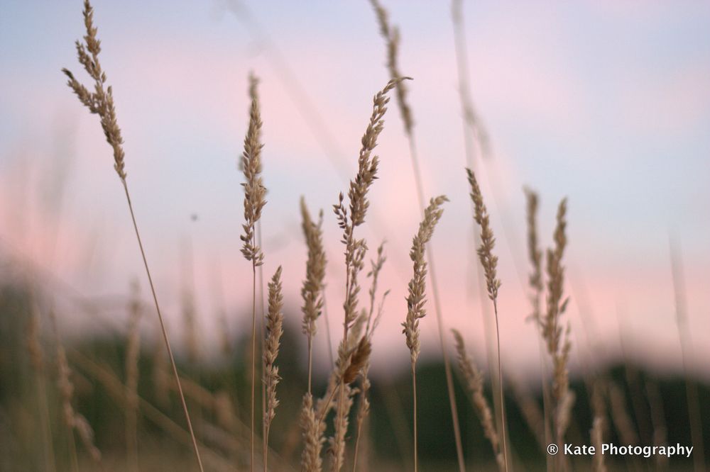 Getreide in der Abendstimmung