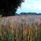 Getreide in später Abendsonne