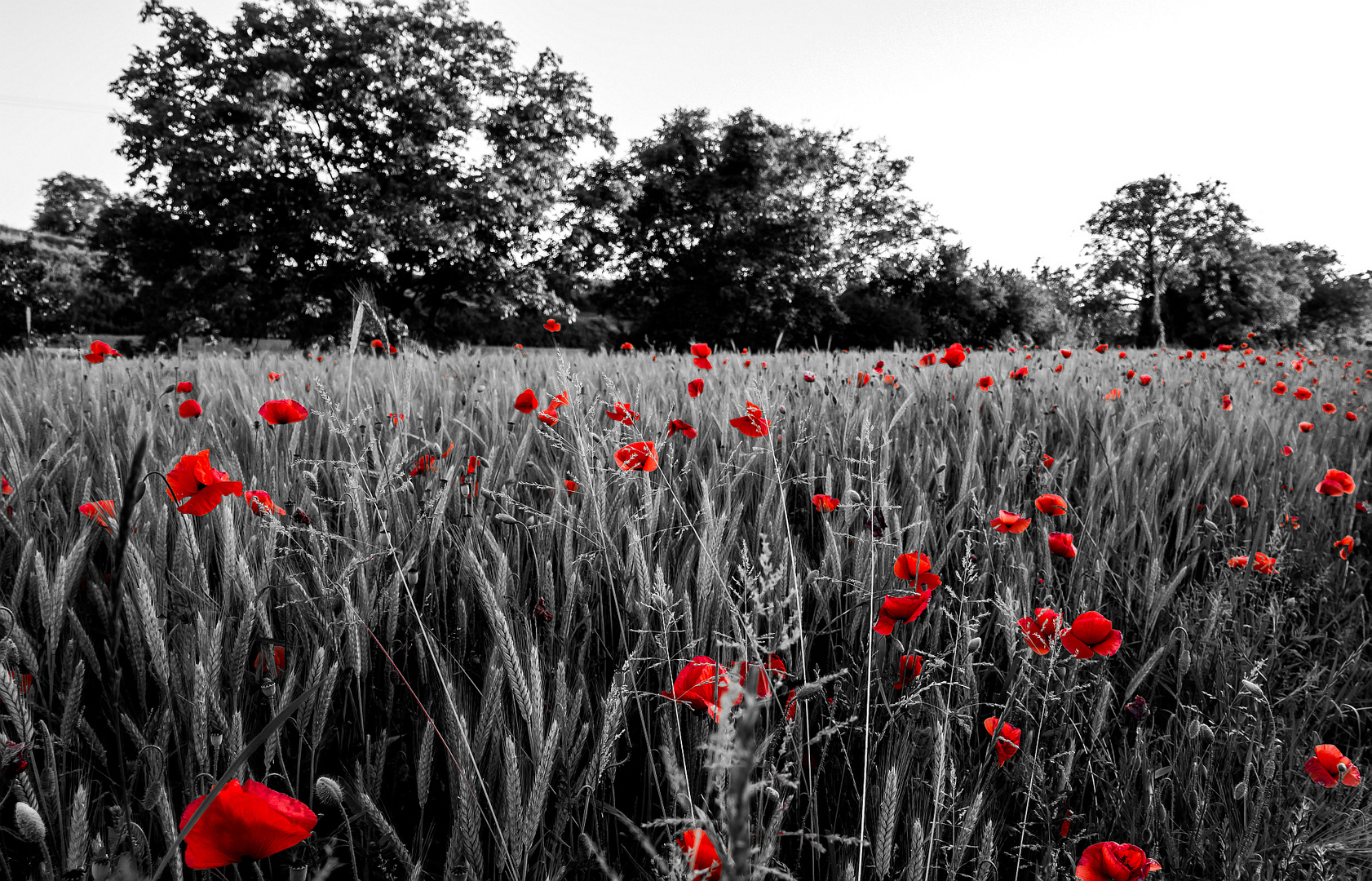 Getreide kann Spuren von Mohn enthalten