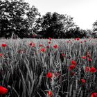 Getreide kann Spuren von Mohn enthalten