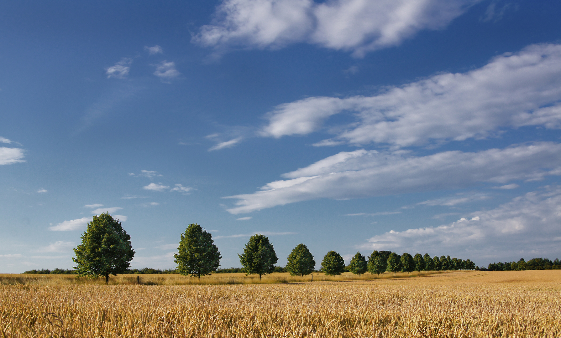 Getreide-Landschaften auf dem Kronsberg, Hannover