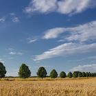 Getreide-Landschaften auf dem Kronsberg, Hannover