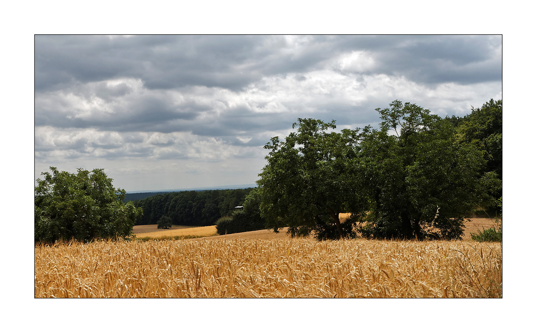 Getreide mit Grüninseln