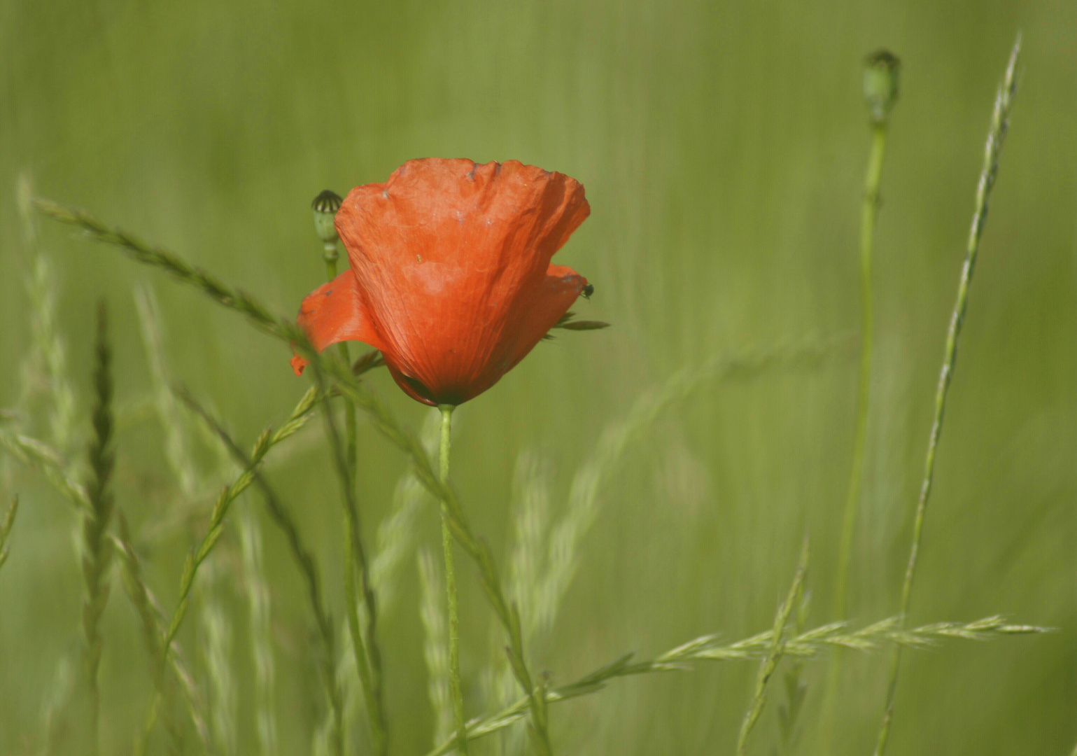 Getreide mit Mohn