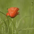 Getreide mit Mohn