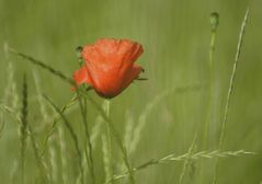 Getreide mit Mohn