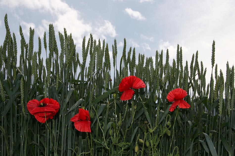 Getreide mit Mohn