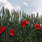 Getreide mit Mohn