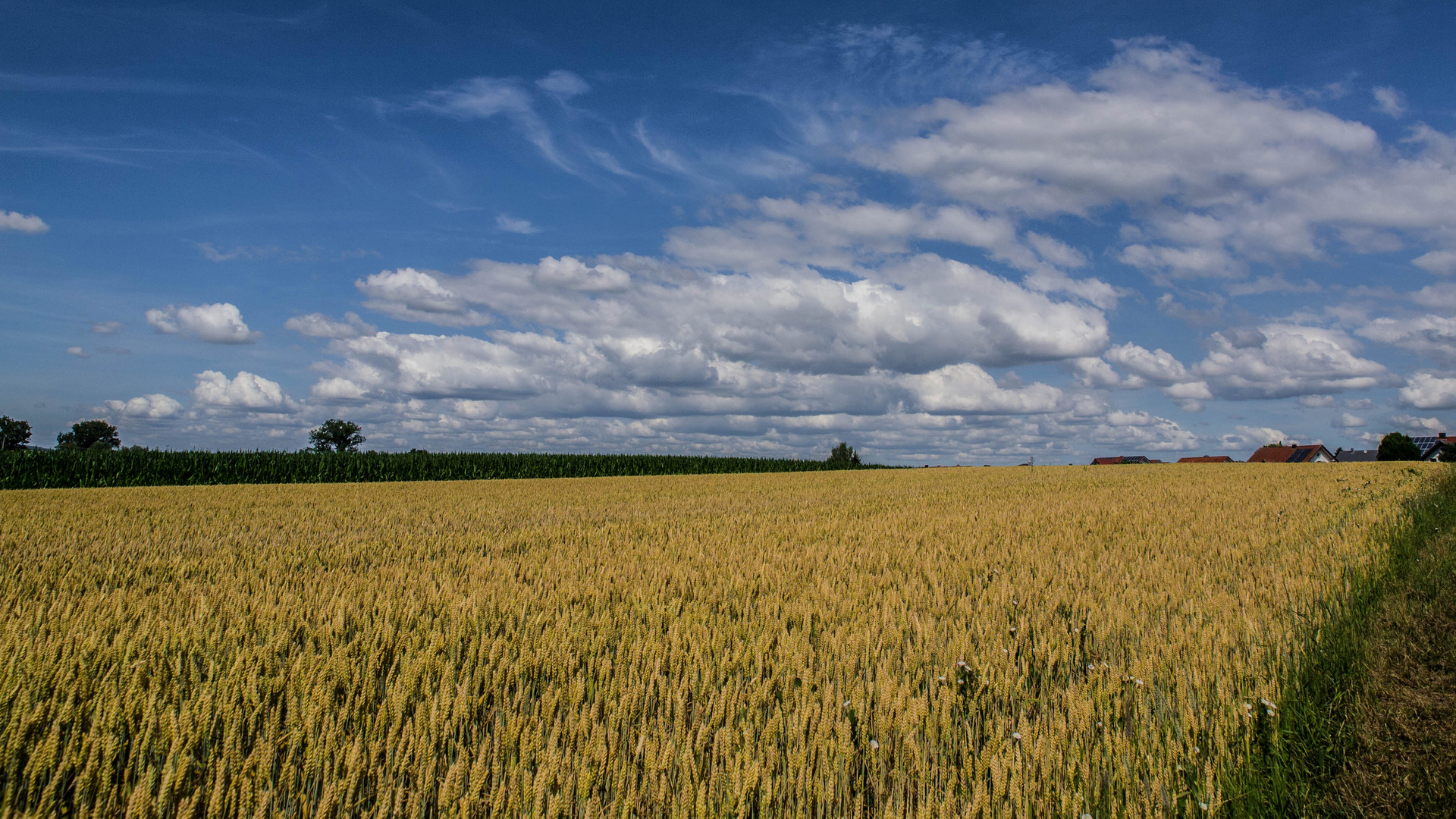 Getreide mit Wolken