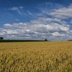 Getreide mit Wolken