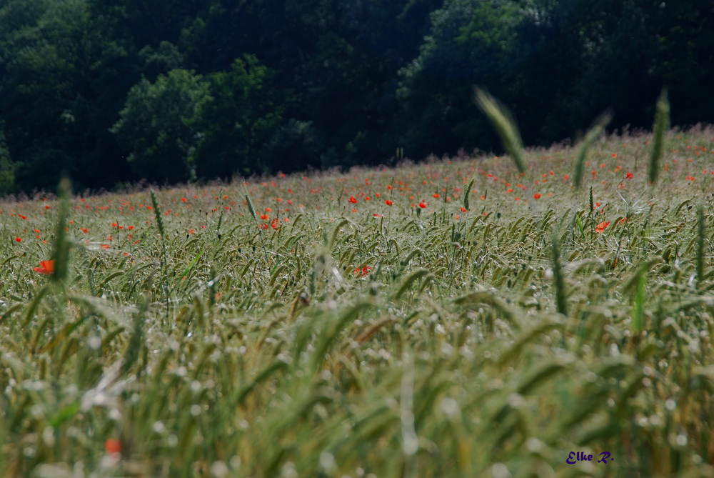 Getreide - Mohn