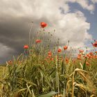 Getreide-Mohn-Feld