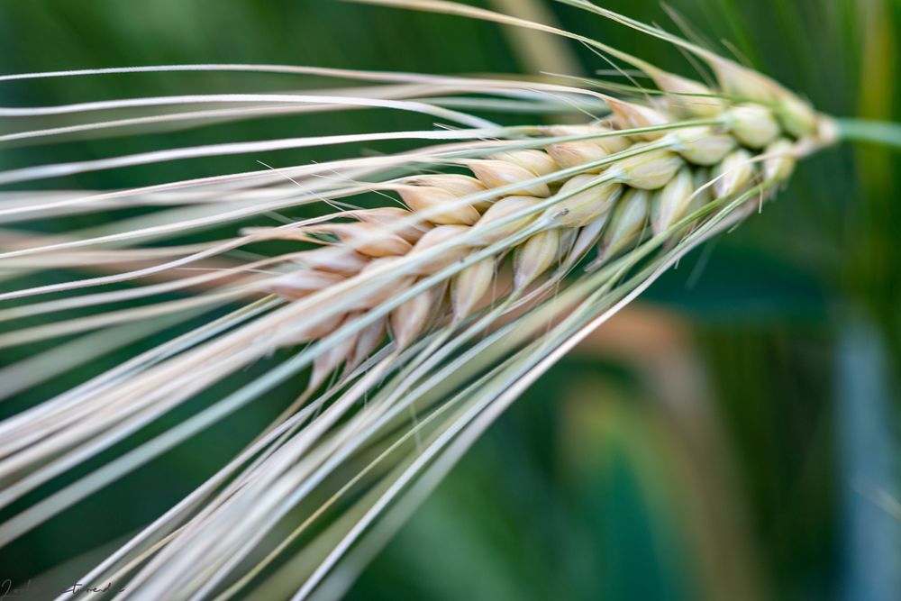 Getreide Portrait Foto & Bild | pflanzen, pilze & flechten, getreide