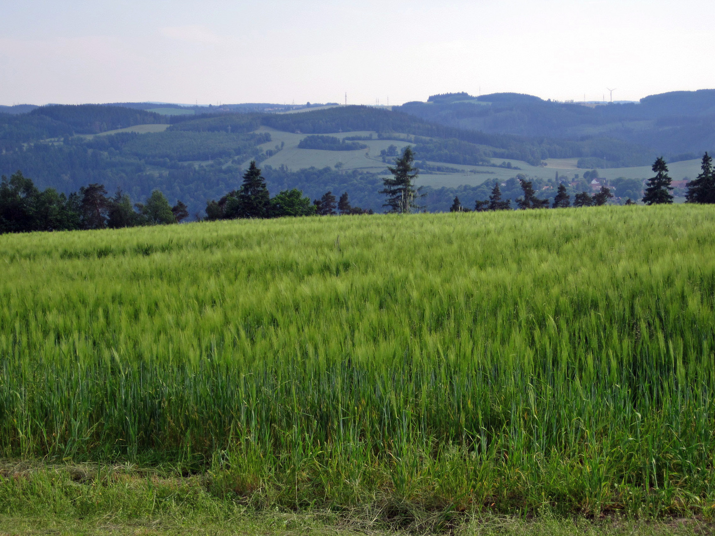 Getreide reift mit Landschaftsblick