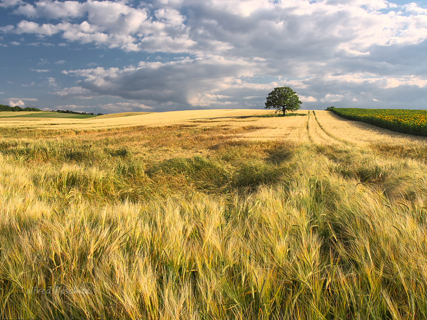 Getreide Sommer 2013 001a