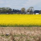 Getreide und der Storch ( Los Cereales y la Cigüeña ) 