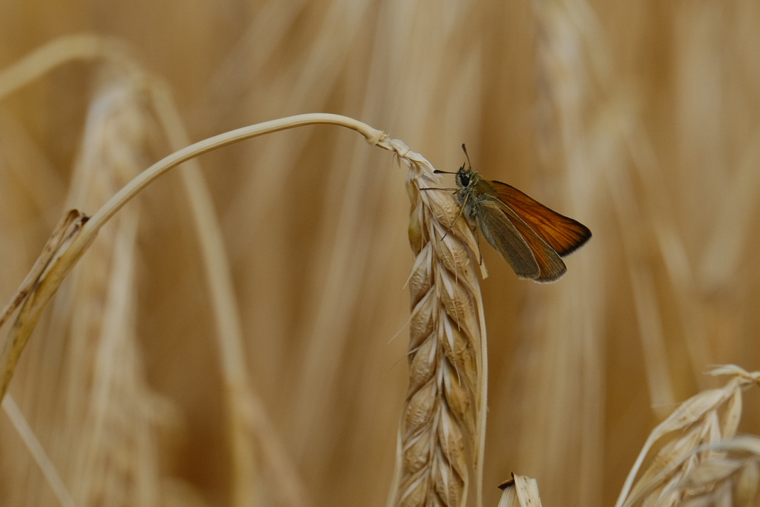 Getreide und Falter 