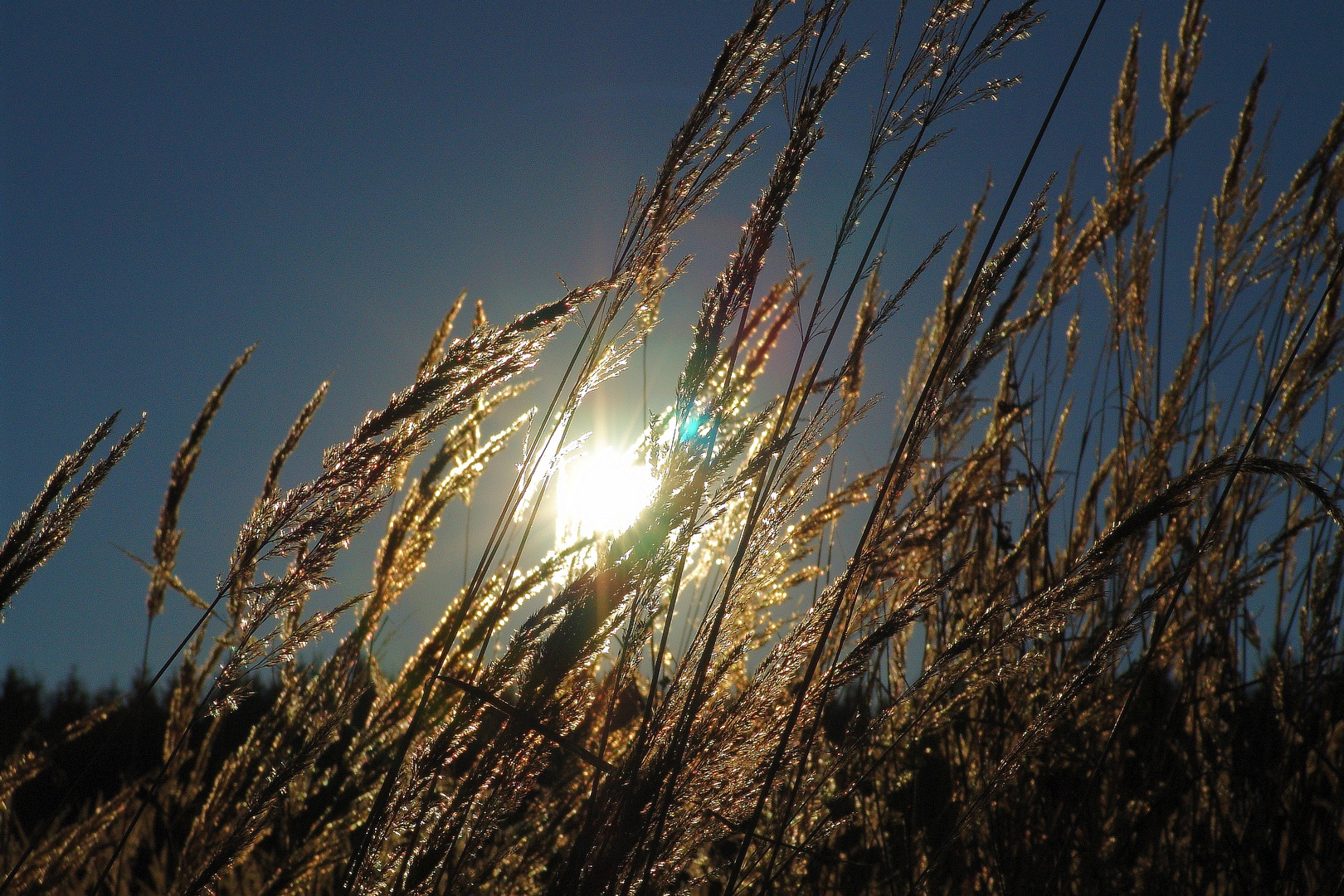 Getreide und Sonne