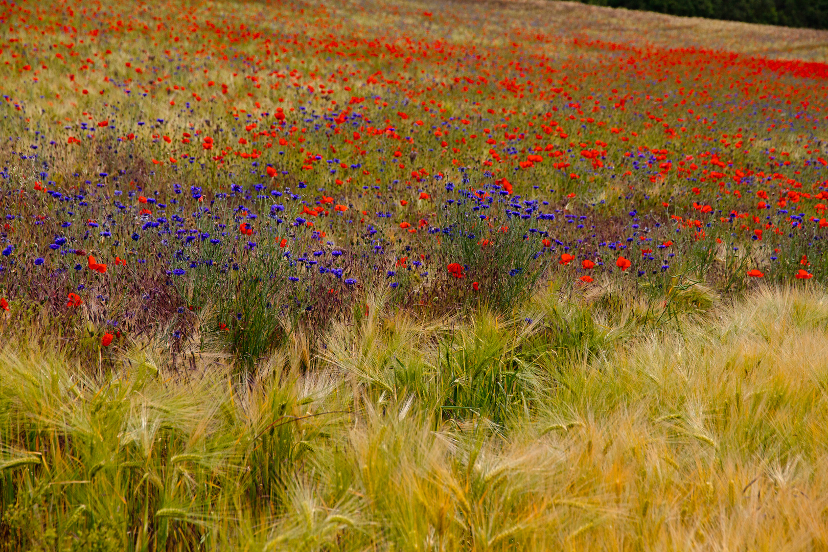 Getreide und Wiesenblüten