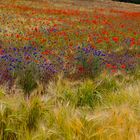 Getreide und Wiesenblüten