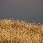 Getreide vor dunkeler Wolke