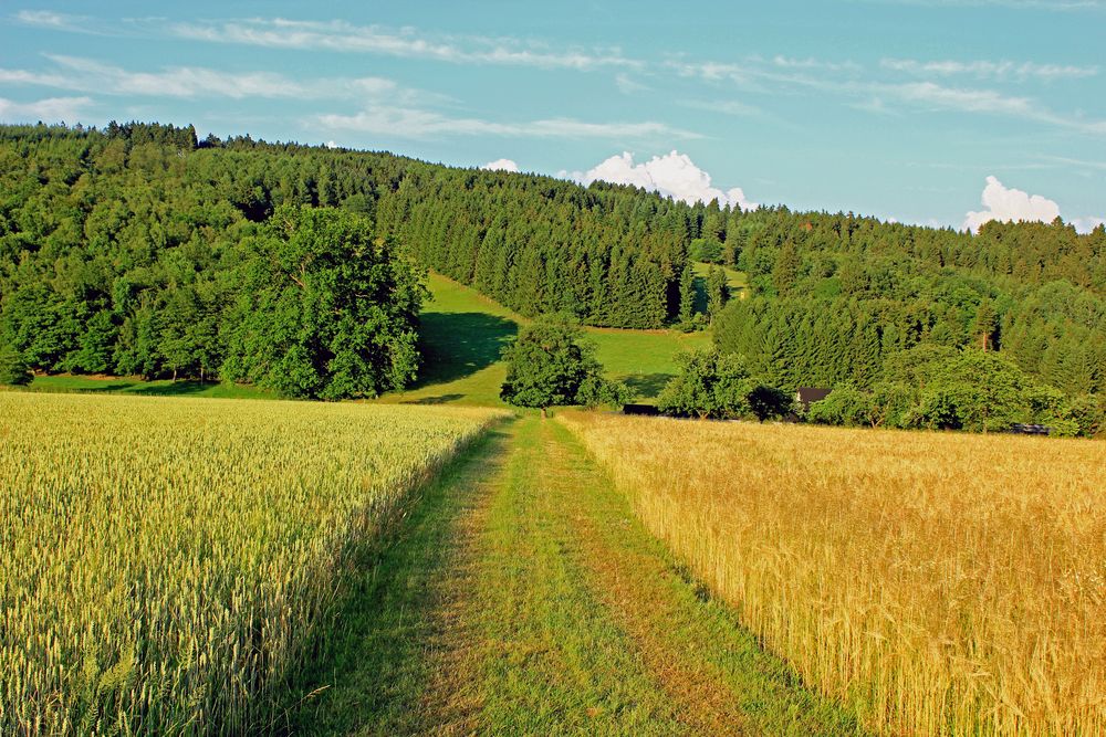 Getreide, Wiesen, Wald und ein versteckter Hochsitz Foto &amp; Bild ...