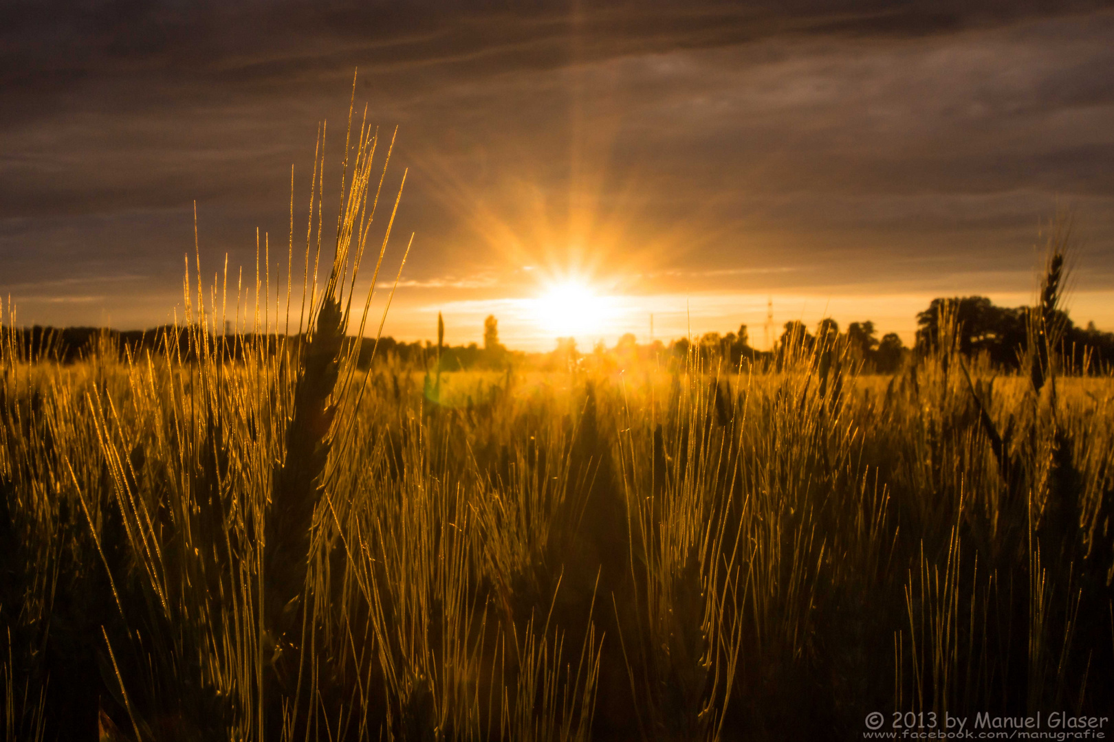 Getreideähren im Sonnenuntergang