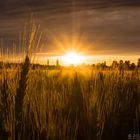 Getreideähren im Sonnenuntergang