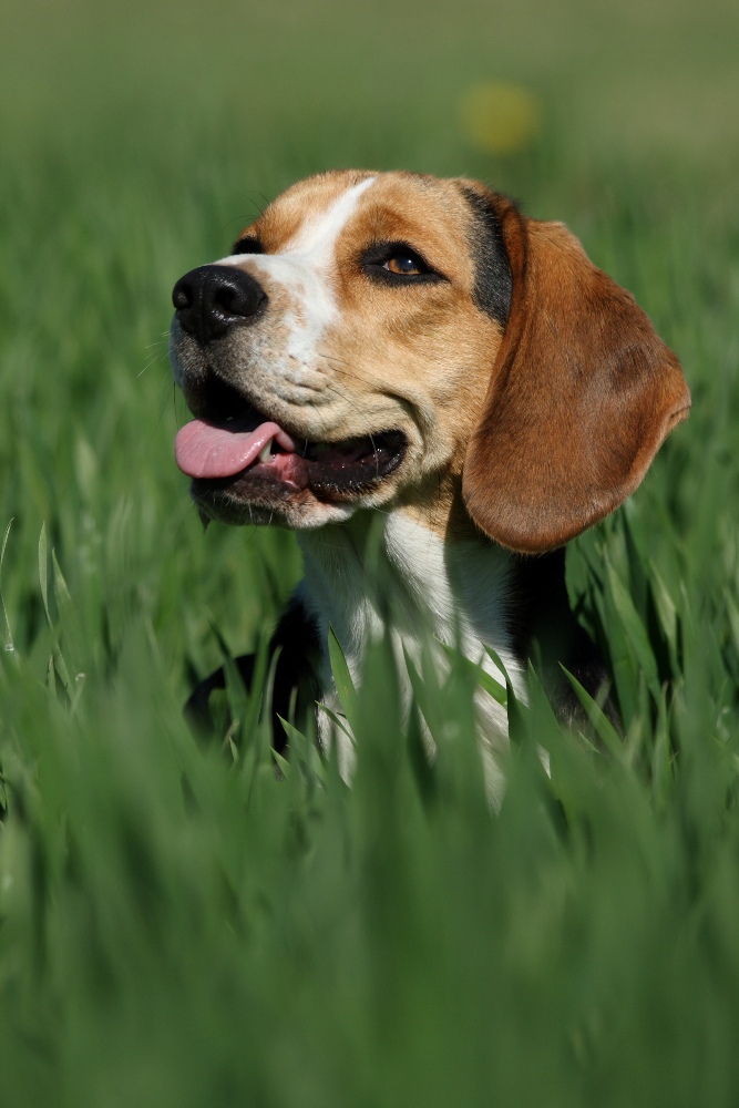 Getreidebeagle