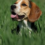 Getreidebeagle