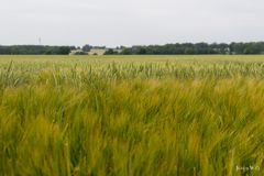 Getreidefeld