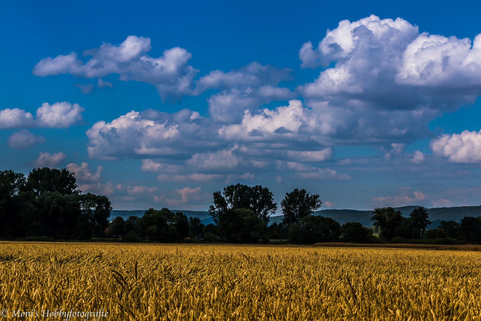 Getreidefeld am Abend