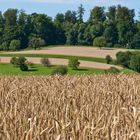 Getreidefeld am Dinkelberg