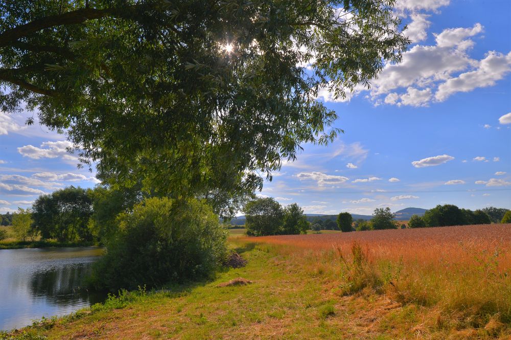 Getreidefeld am See