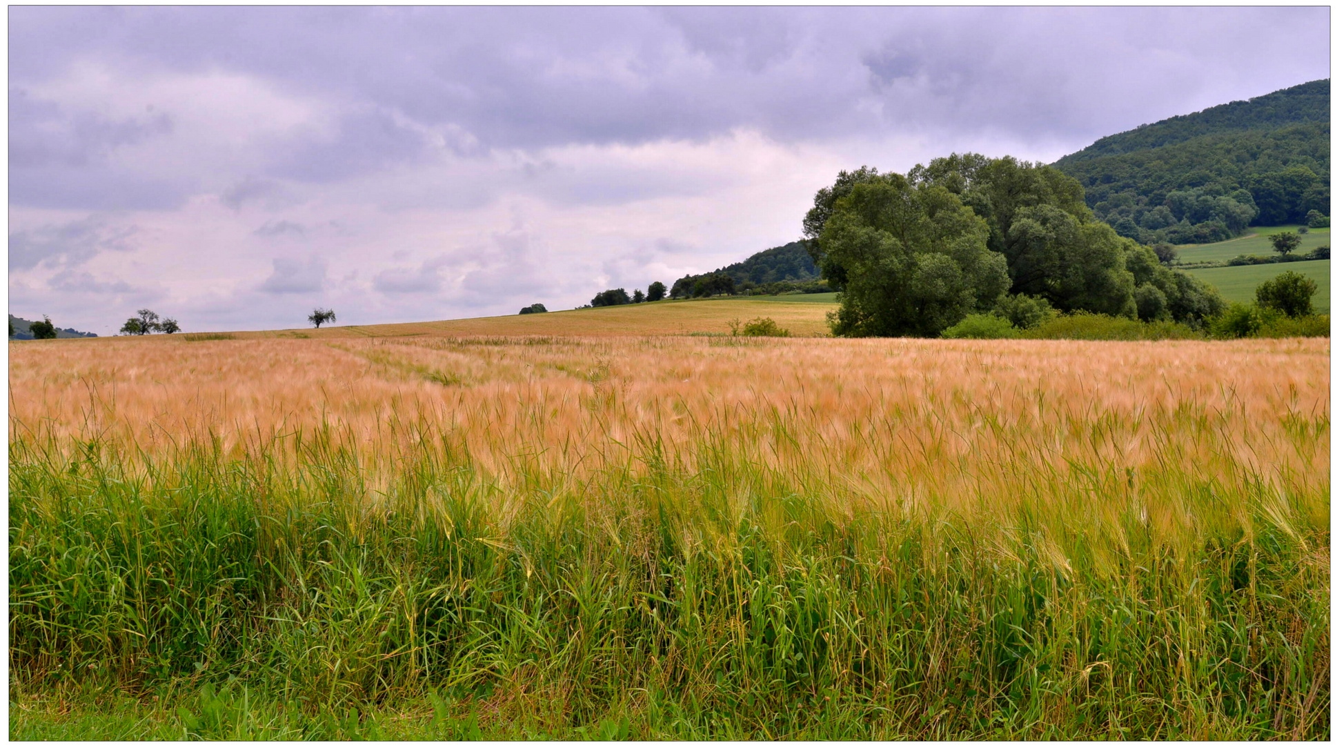 Getreidefeld am See (campo de cereales en el lago)