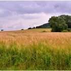 Getreidefeld am See (campo de cereales en el lago)