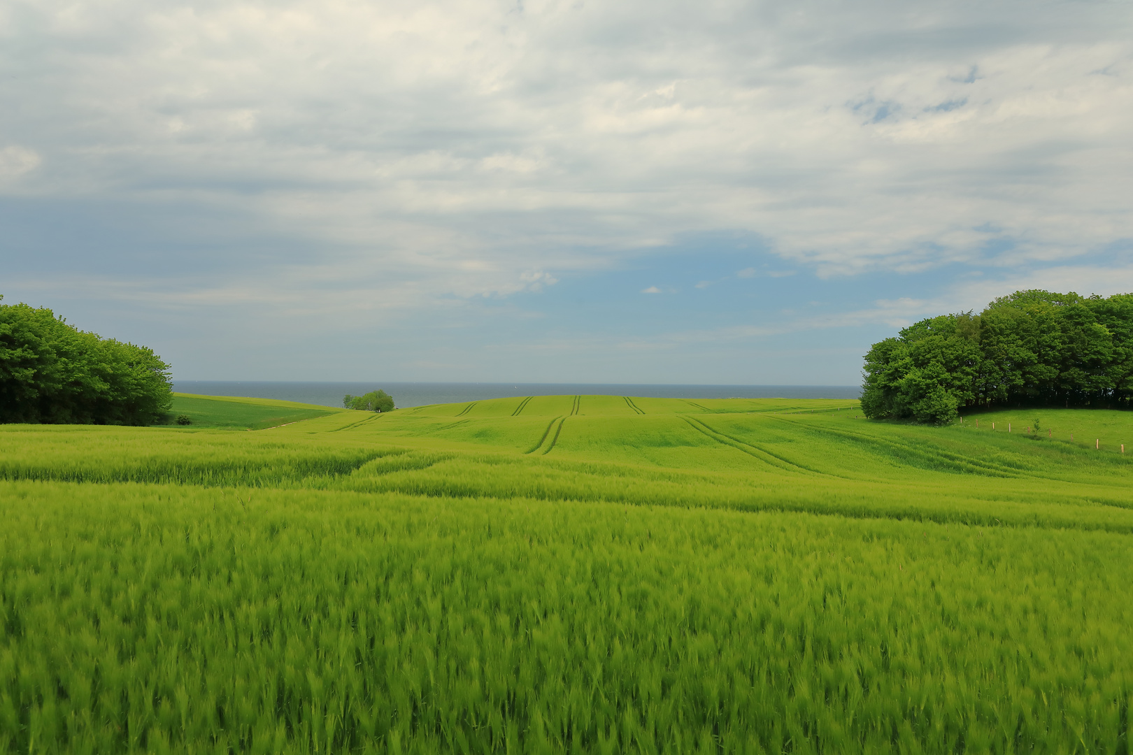 Getreidefeld an der Küste