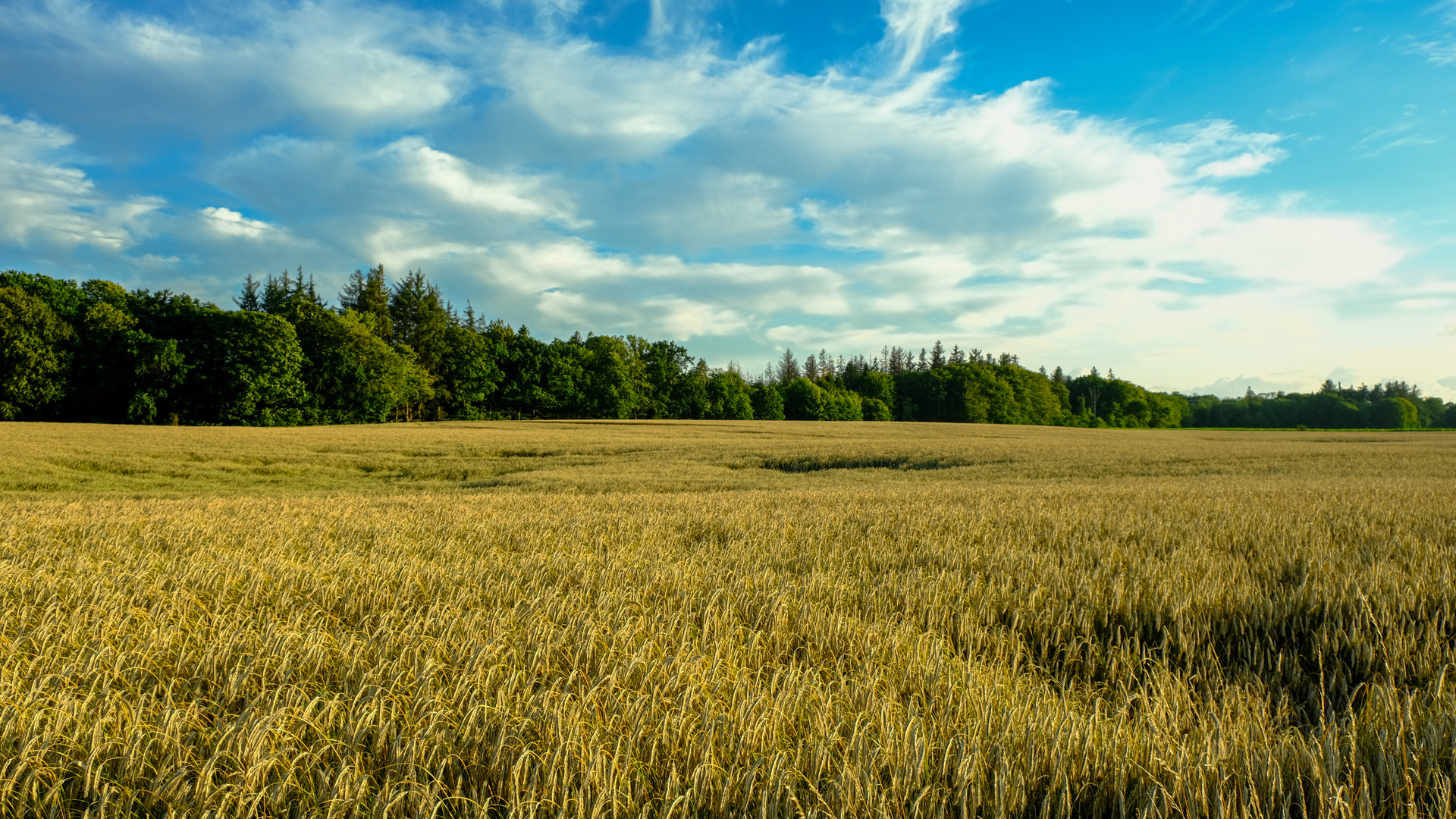 Getreidefeld an der Küste von DK.