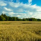 Getreidefeld an der Küste von DK.