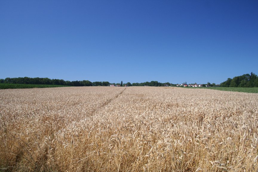 Getreidefeld an einem Hochsommertag