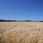 Getreidefeld an einem Hochsommertag