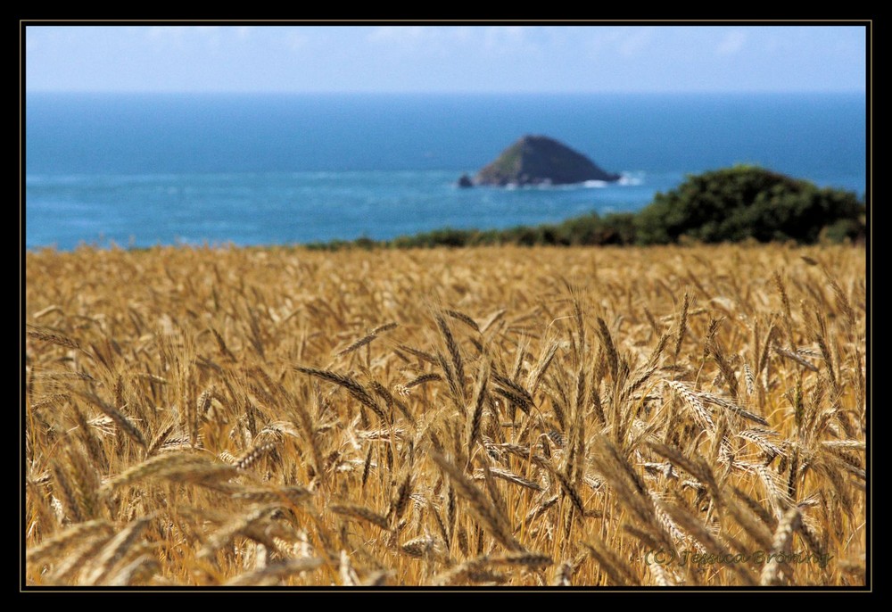 Getreidefeld auf Sark