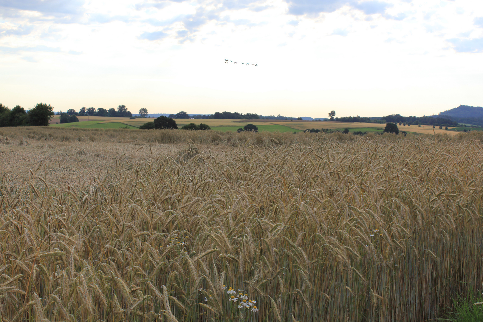 Getreidefeld bei Aalen